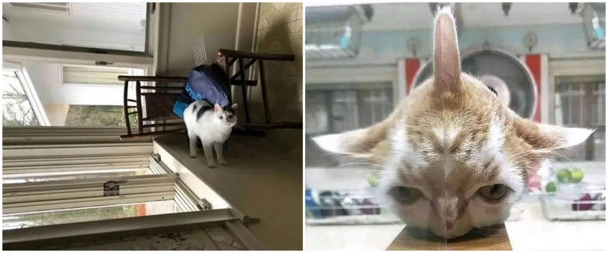 11 Potret hewan ini awalnya bingungin, harus jeli melihatnya