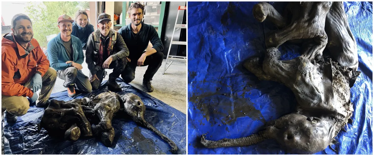 Menakjubkan, Mumi bayi mammoth berusia 30.000 tahun ditemukan utuh