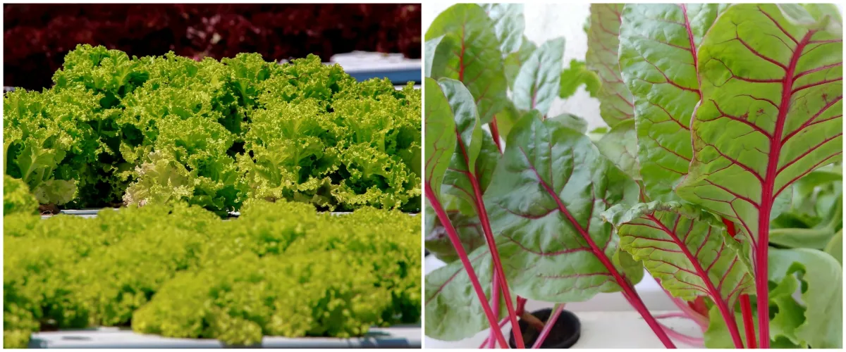 Hidroponik adalah teknik menanam dengan air, ini kelebihannya