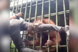 Pria ini ditarik orangutan karena terobos pembatas kandang, cuma demi 