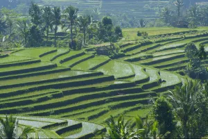 Gara-gara Subak petani di Bali menjadi sangat religius