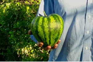 Uniknya buah-buah ini, berbentuk kotak hingga menyerupai patung Budha