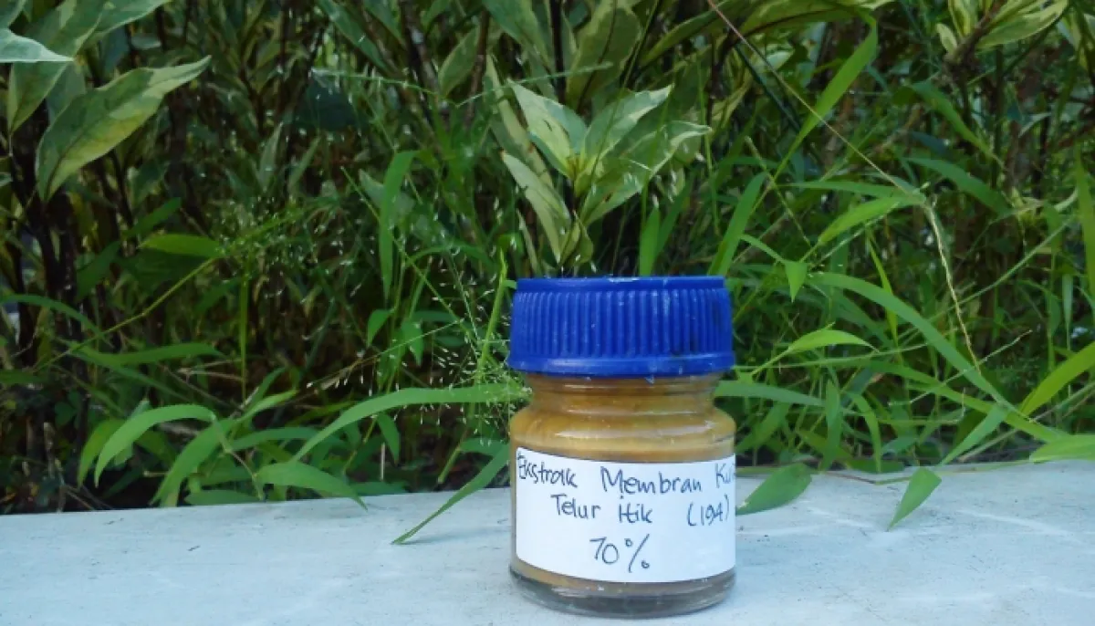 Kamu sakit gigi? Coba sembuhkan dengan obat dari cangkang telur ini