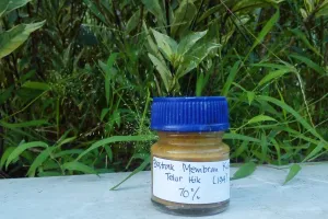 Kamu sakit gigi? Coba sembuhkan dengan obat dari cangkang telur ini