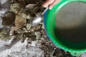 Permen antikanker, temuan terbaru dari khasiat daun jambu mete