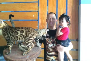 Kisah Rio, pembiak kucing mirip macan tutul satu-satunya di Jogja