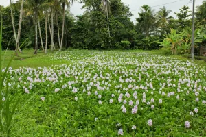 Cerita di balik taman bunga eceng gondok Jogja, semoga tak rusak lagi