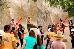 Harimau dipukuli pekerja suaka hewan liar & jadi tontonan