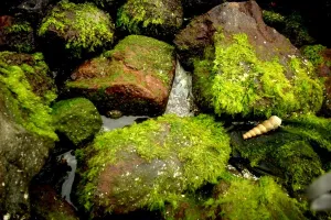 Lumut bukan penganggu, ini manfaat lumut yang perlu kamu tahu