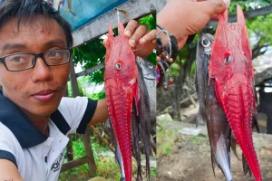 Ikan merah bertanduk ini ternyata sangat langka, kamu tahu namanya?