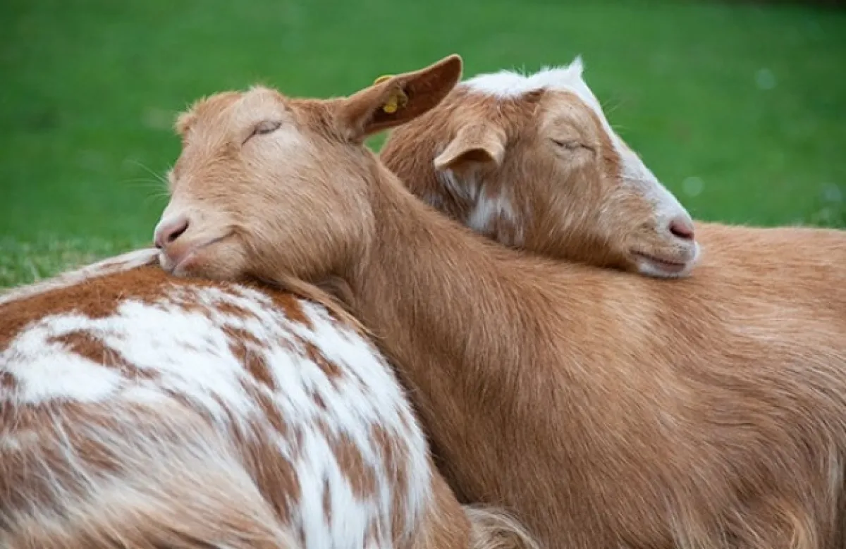 23 Foto pose hewan tidur, ada gajah dan singa lho!