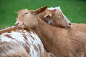 23 Foto pose hewan tidur, ada gajah dan singa lho!