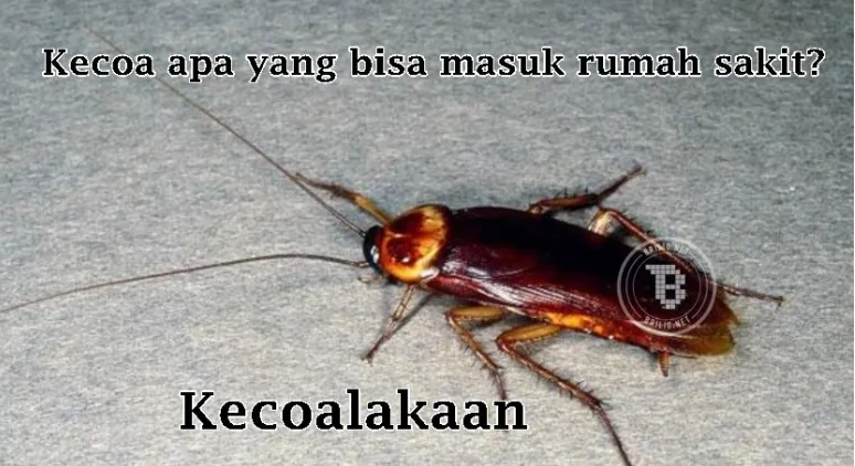 Tebak-tebakan lucu nama hewan © 2021 brilio.net