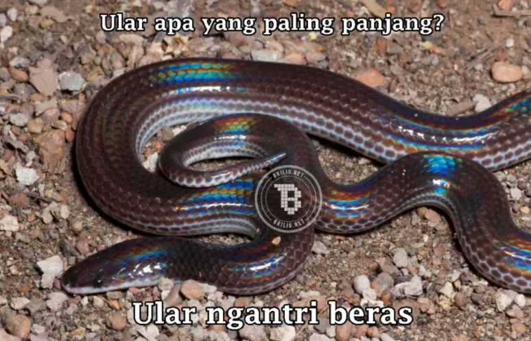 Tebak-tebakan lucu nama hewan © 2021 brilio.net