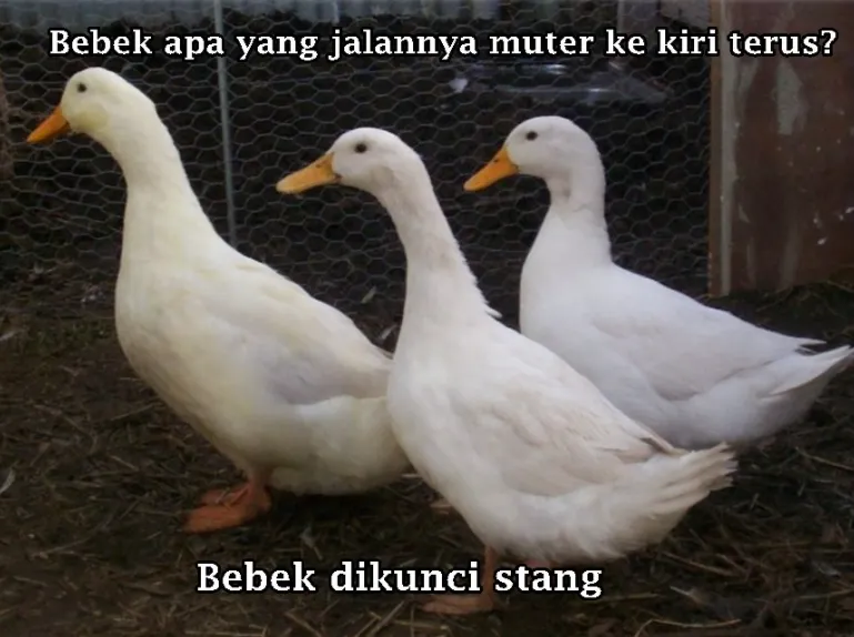 Tebak-tebakan lucu nama hewan © 2021 brilio.net