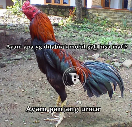 Tebak-tebakan lucu nama hewan © 2021 brilio.net