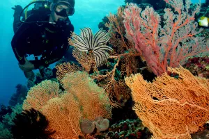 10 Surga bawah laut Indonesia yang bikin kagum dunia