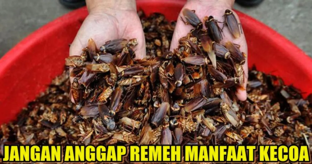 Kecoak ternyata punya manfaat kesehatan yang nggak main-main