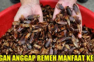 Kecoak ternyata punya manfaat kesehatan yang nggak main-main
