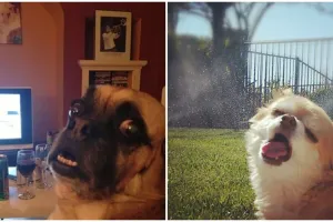 15 Momen jelek hewan ketika difoto bikin ketawamu ketahan, kocak