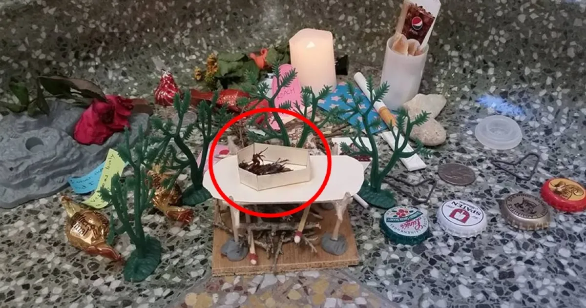 Cara orang memperlakukan kecoak mati ini bikin geleng-geleng