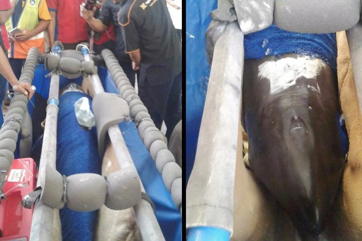 Pengangkutan lumba-lumba jadi viral, ini penjelasan Sriwijaya Air