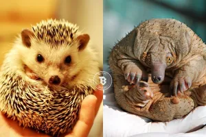 Begini jadinya kalau 14 binatang ini tak punya bulu, masih lucu?