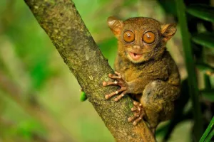 10 Ekor kukang ini dilepas ke habitatnya, awalnya kurus dan luka-luka