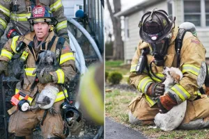 13 Potret heroik saat pemadam kebakaran selamatkan hewan 