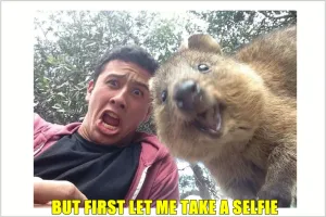 12 Foto lucunya Quokka, binatang yang disebut paling bahagia di dunia