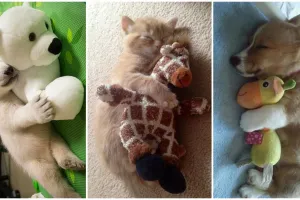 18 Potret hewan tidur bersama boneka, gemesnya bikin nggak nahan