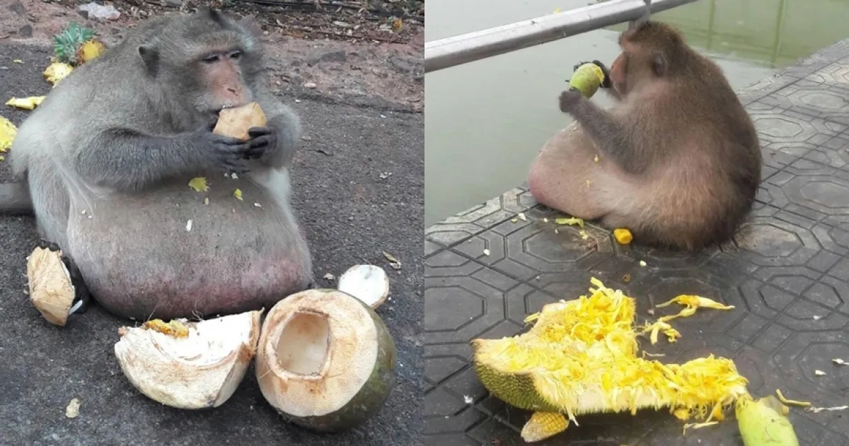 Terlalu banyak diberi makan, kondisi kera ini mengejutkan