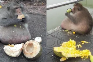 Terlalu banyak diberi makan, kondisi kera ini mengejutkan