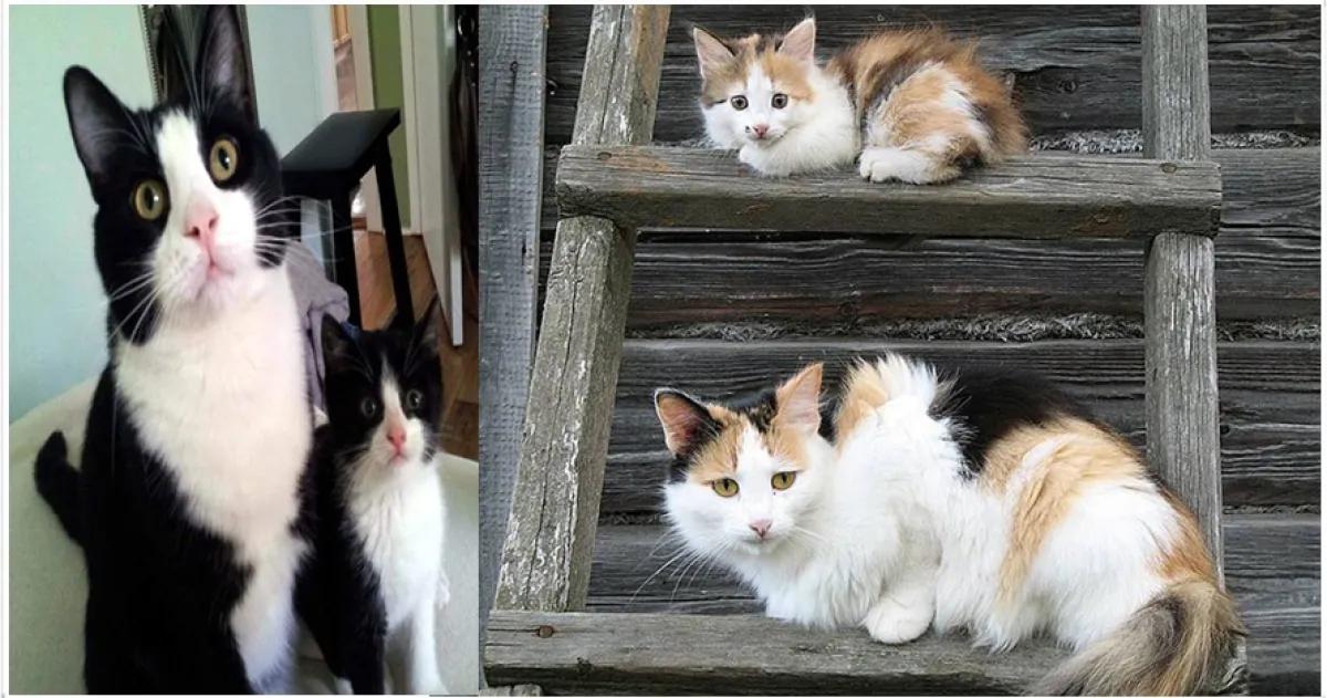 18 Foto kucing bersama induknya ini berpose serasi, bikin gemes dah