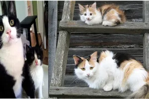 18 Foto kucing bersama induknya ini berpose serasi, bikin gemes dah