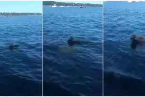 Aksi anjing selamatkan anak rusa ini bakal gugah rasa kepedulianmu