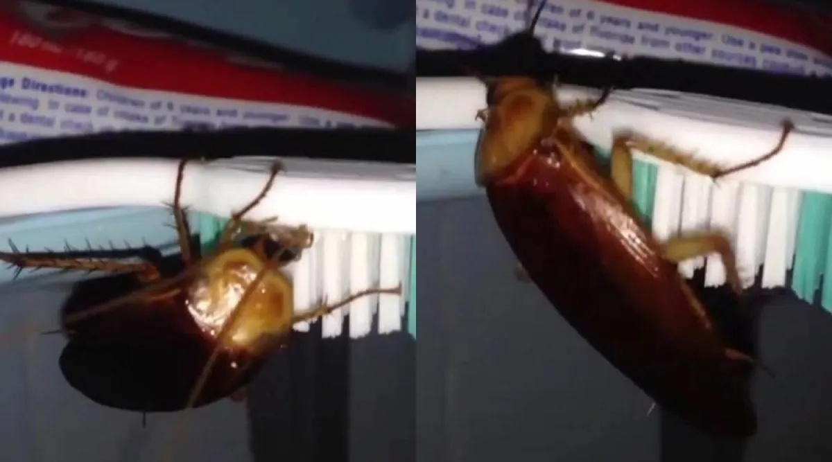 Sering taruh sikat gigi sembarangan? Kamu bakal jijik lihat video ini