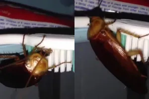 Sering taruh sikat gigi sembarangan? Kamu bakal jijik lihat video ini