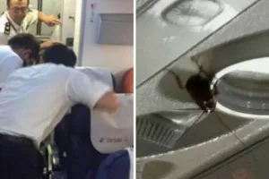 Ratusan kecoak ditemukan di dalam pesawat, penumpang tunggang langgang