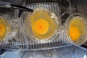 Ajaib! Siswa ini sukses tetaskan telur ayam tanpa cangkang