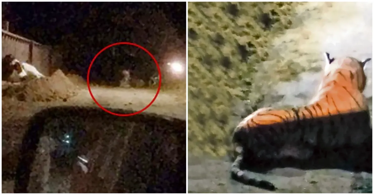 Heboh sosok harimau di pemukiman, fakta di baliknya bikin geli sendiri