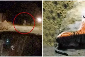 Heboh sosok harimau di pemukiman, fakta di baliknya bikin geli sendiri