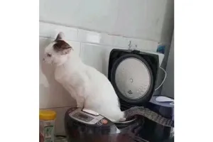 Nangkring di atas rice cooker, kucing ini tinggalkan jejak tak terduga