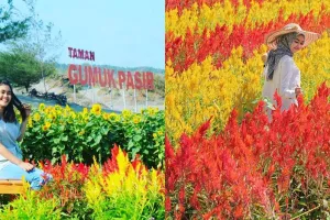 16 Wisata bunga terindah di Jogja dan Jawa Tengah