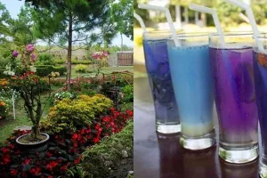 Intip kuliner unik serba biru di rumah makan nuansa taman