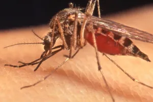 Waspadai demam berdarah, ini 10 cara alami & ampuh usir nyamuk