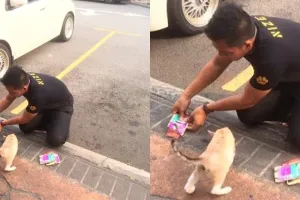 Kisah pria 2 bulan menganggur dapat kerja usai beri makan kucing