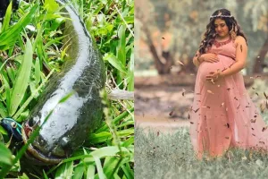 10 Manfaat ikan gabus untuk kesehatan, percepat penyembuhan luka