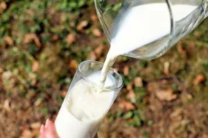 5 mitos dan fakta konsumsi susu, bikin gemuk?