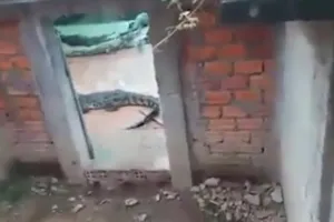 Tragis, bocah 2 tahun ini dimakan buaya peliharaan ayahnya